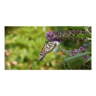 Póster Mariposa monarca sobre mariposa morada Bush