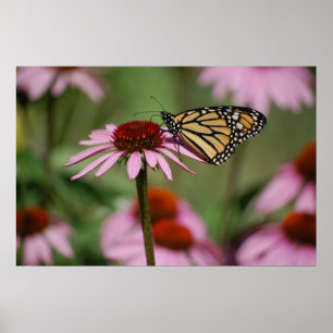 Póster Mariposa monarca y Susan de ojos negros
