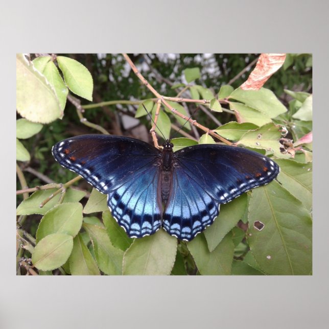 Póster Mariposa morada de manchas rojas, Ohio (Frente)