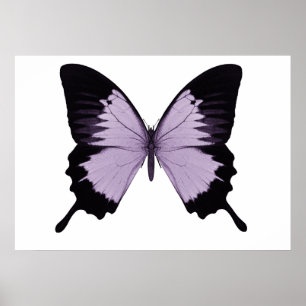 Póster Mariposa morada y negra grande