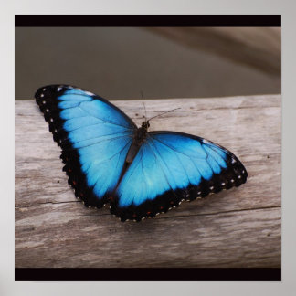 Póster Mariposa morfa azul