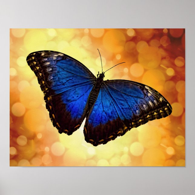 Póster Mariposa morfa azul (Frente)
