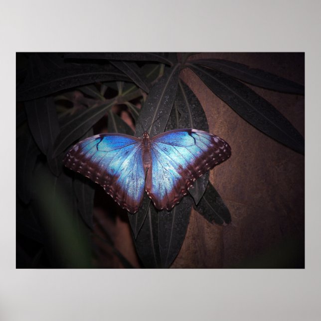 Póster Mariposa morfa azul común (Frente)