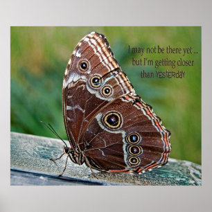 Póster Mariposa morfa común