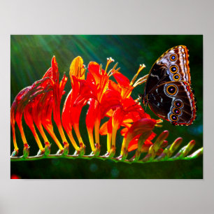 Póster Mariposa morfo azul en flores de Crocosmia Lucifer