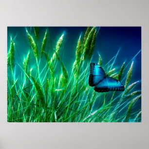 Póster Mariposa morfo azul en hierba verde