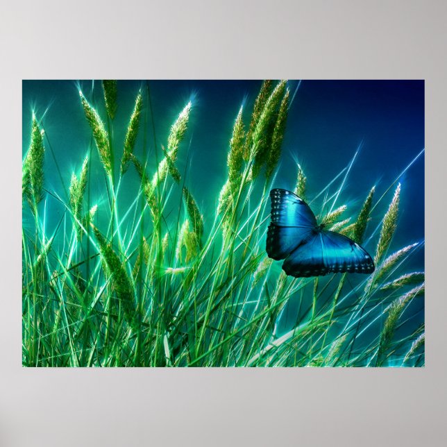Póster Mariposa morfo azul en hierba verde (Frente)
