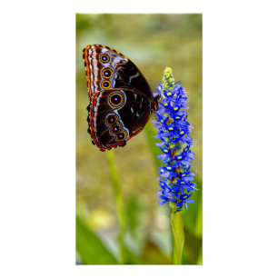 Póster Mariposa morfo azul en una orquídea de mariscos