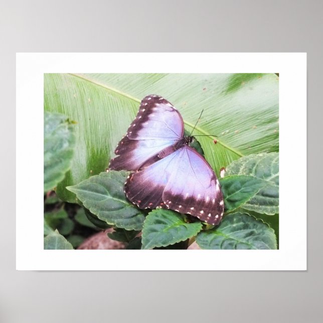 Póster Mariposa morpho azul (Frente)