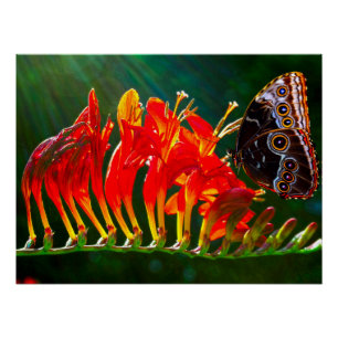 Póster Mariposa morpho azul en flores de Crocosmia Lucife