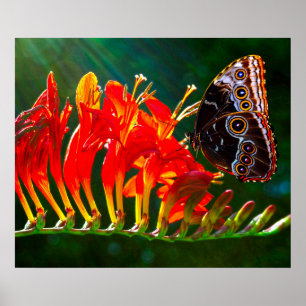 Póster Mariposa morpho azul en flores de Crocosmia Lucife