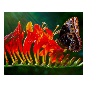 Póster Mariposa morpho azul en flores de Crocosmia Lucife