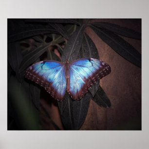 Póster Mariposa Morpho Común Azul