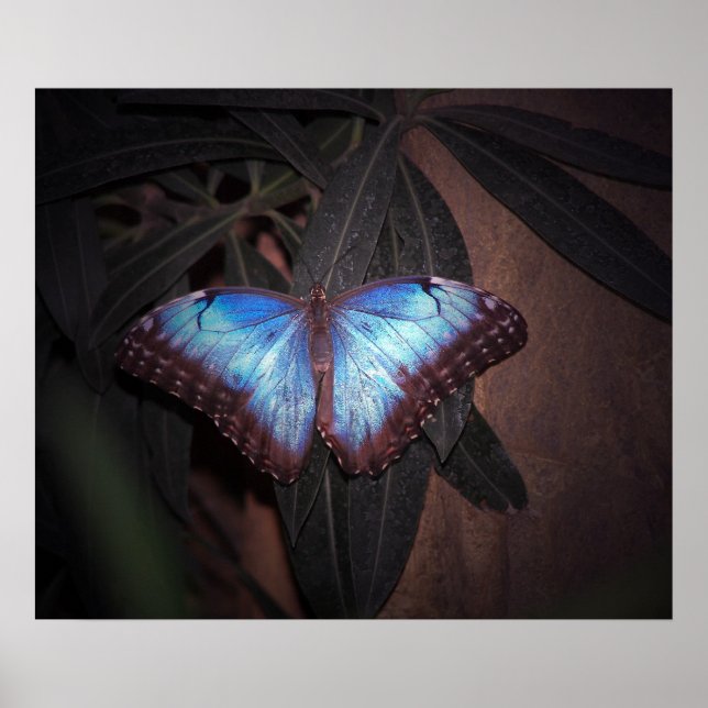 Póster Mariposa Morpho Común Azul (Frente)