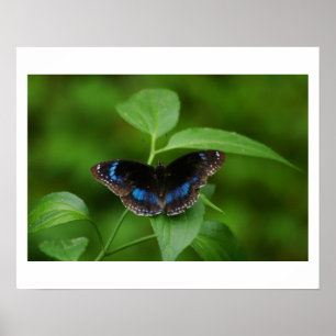 Póster Mariposa negra