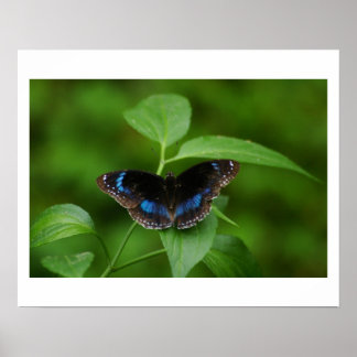 Póster Mariposa negra