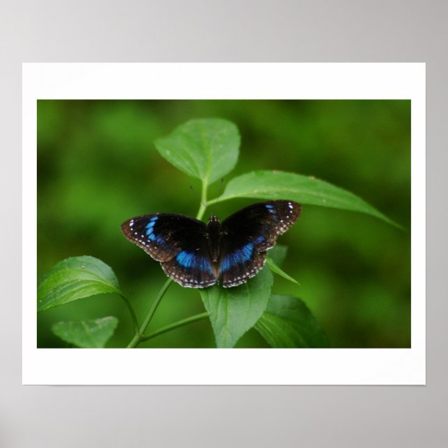 Póster Mariposa negra (Frente)