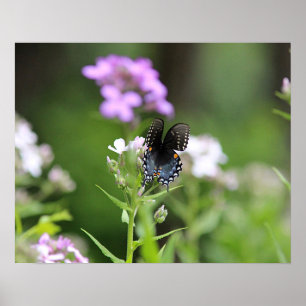 Póster Mariposa negra