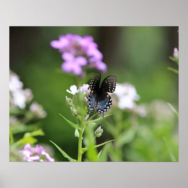 Póster Mariposa negra (Frente)