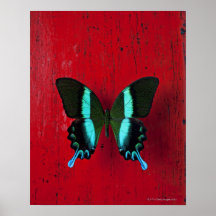 Mariposa negra y azul en la pared roja