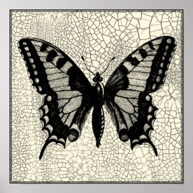 Póster Mariposa negra y blanca en fondo roto (Frente)
