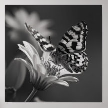 Mariposa negra y blanca y flor