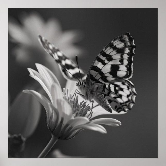Póster Mariposa negra y blanca y flor (Frente)