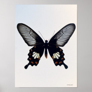Póster Mariposa negra y marrón