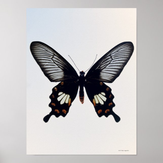 Póster Mariposa negra y marrón (Frente)