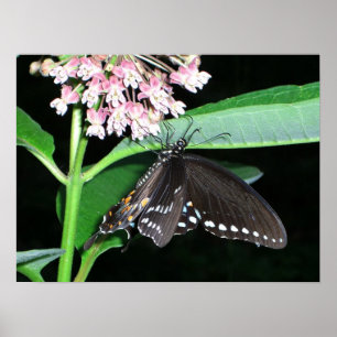 Póster Mariposa Nocturna Cola de Golondrina Negra en Shen