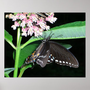 Póster Mariposa Nocturna Cola de Golondrina Negra en Shen