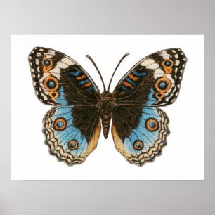 Póster Mariposa Pansy Azul