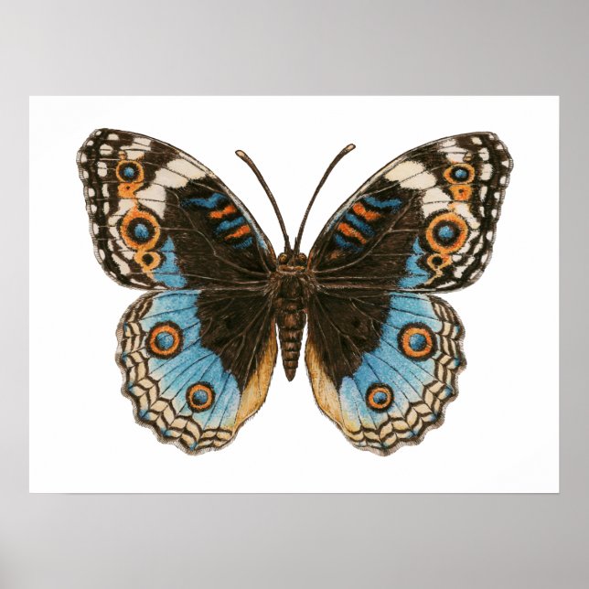 Póster Mariposa Pansy Azul (Frente)