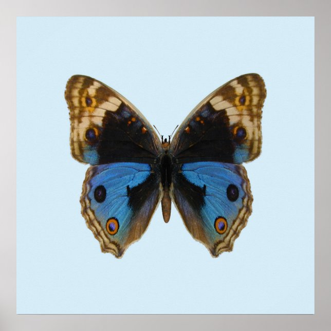 Póster Mariposa Pansy Azul (Frente)