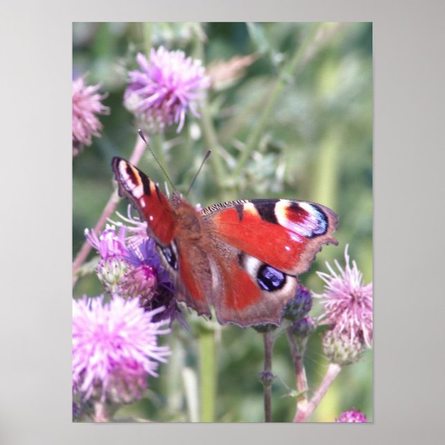 Póster Mariposa Pavo Real en Sol de Verano (Frente)