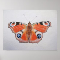 Mariposa Peacock 2012