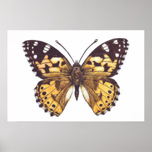 Póster Mariposa pintada