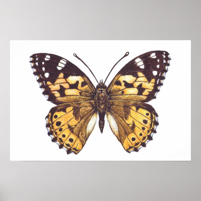 Póster Mariposa pintada (Frente)