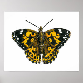 Póster Mariposa pintada