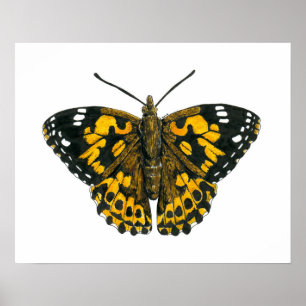 Póster Mariposa pintada