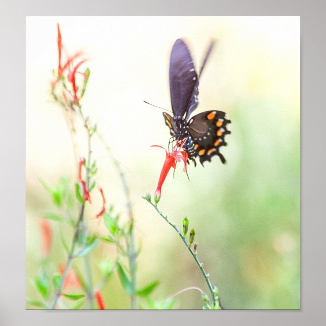 Póster Mariposa pipevina en la luz de la tarde (Frente)