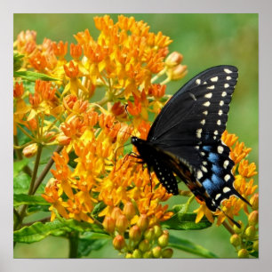 Póster Mariposa polinizante