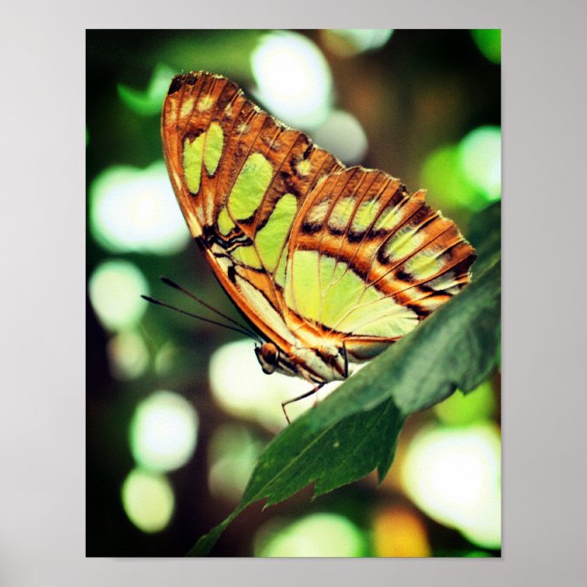 Póster Mariposa posando cerca (Frente)