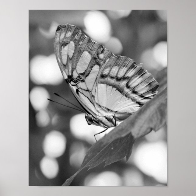 Póster Mariposa Posando En Naturaleza Blanca Y Negra (Frente)