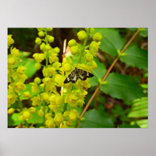 Póster Mariposa Redwood y flores silvestres de uva de Ore