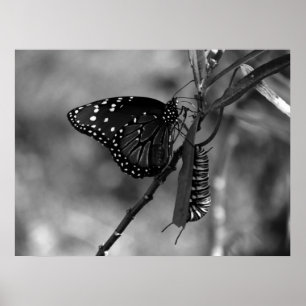 Póster Mariposa reina con oruga monarca en B & W