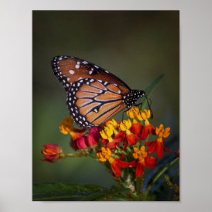 Póster Mariposa reina en algas tropicales