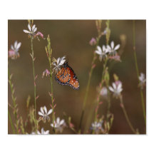 Mariposa Reina y Milkweed