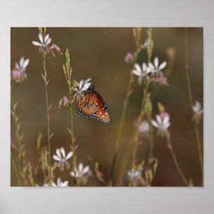Póster Mariposa Reina y Milkweed