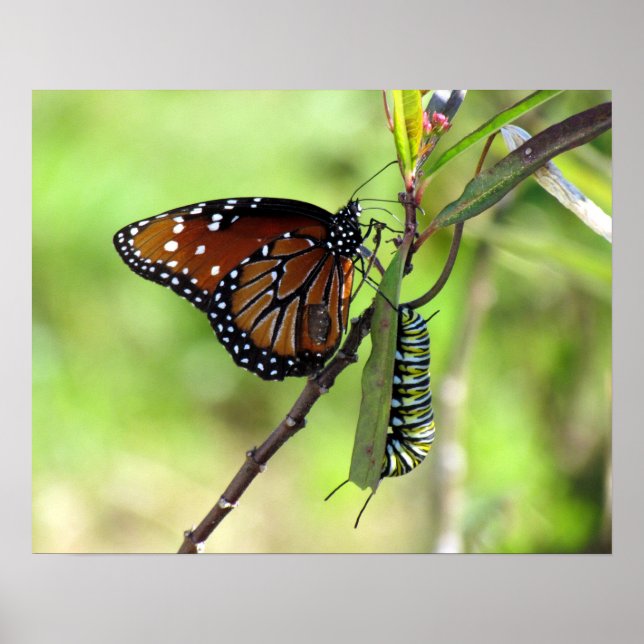 Póster Mariposa Reina y oruga monarca (Frente)